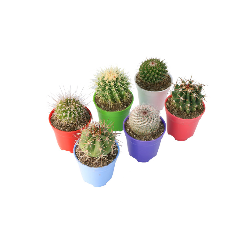 گیاه طبیعی کاکتوس آیدین کاکتوس کد CB-058 مجموعه 6 عددی گیاه طبیعی کاکتوس آیدین کاکتوس کد CB-058 مجموعه 6 عددی