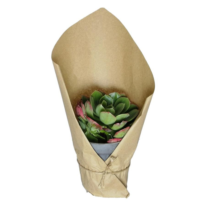 گیاه طبیعی اچوریا کد qq15 گیاه طبیعی اچوریا کد qq15