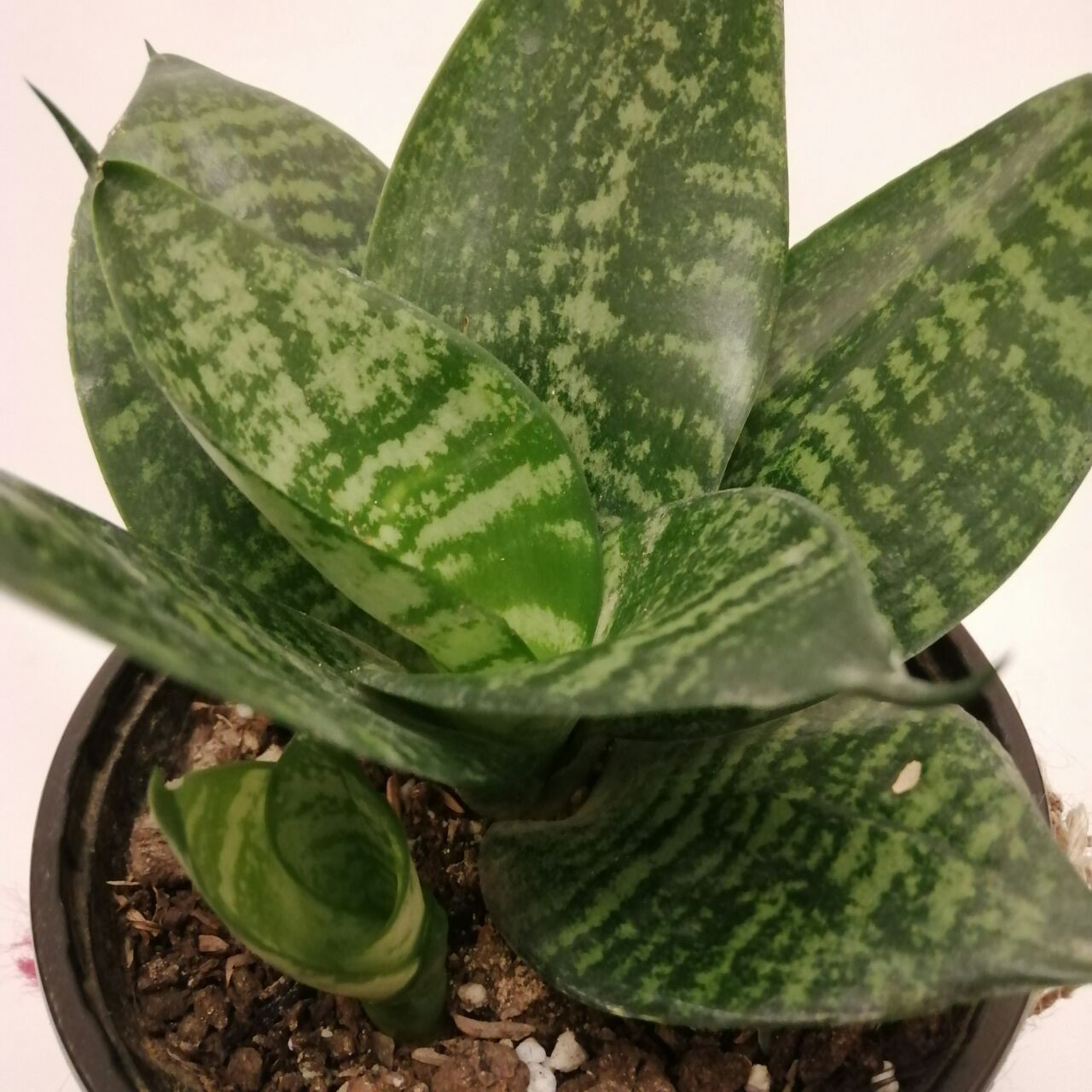 گیاه طبیعی سانسوریا پا کوتاه کد pg_12