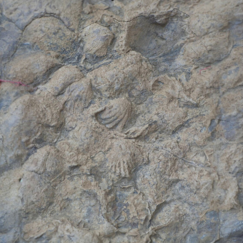 سنگ راف مدل فسیل صدفی