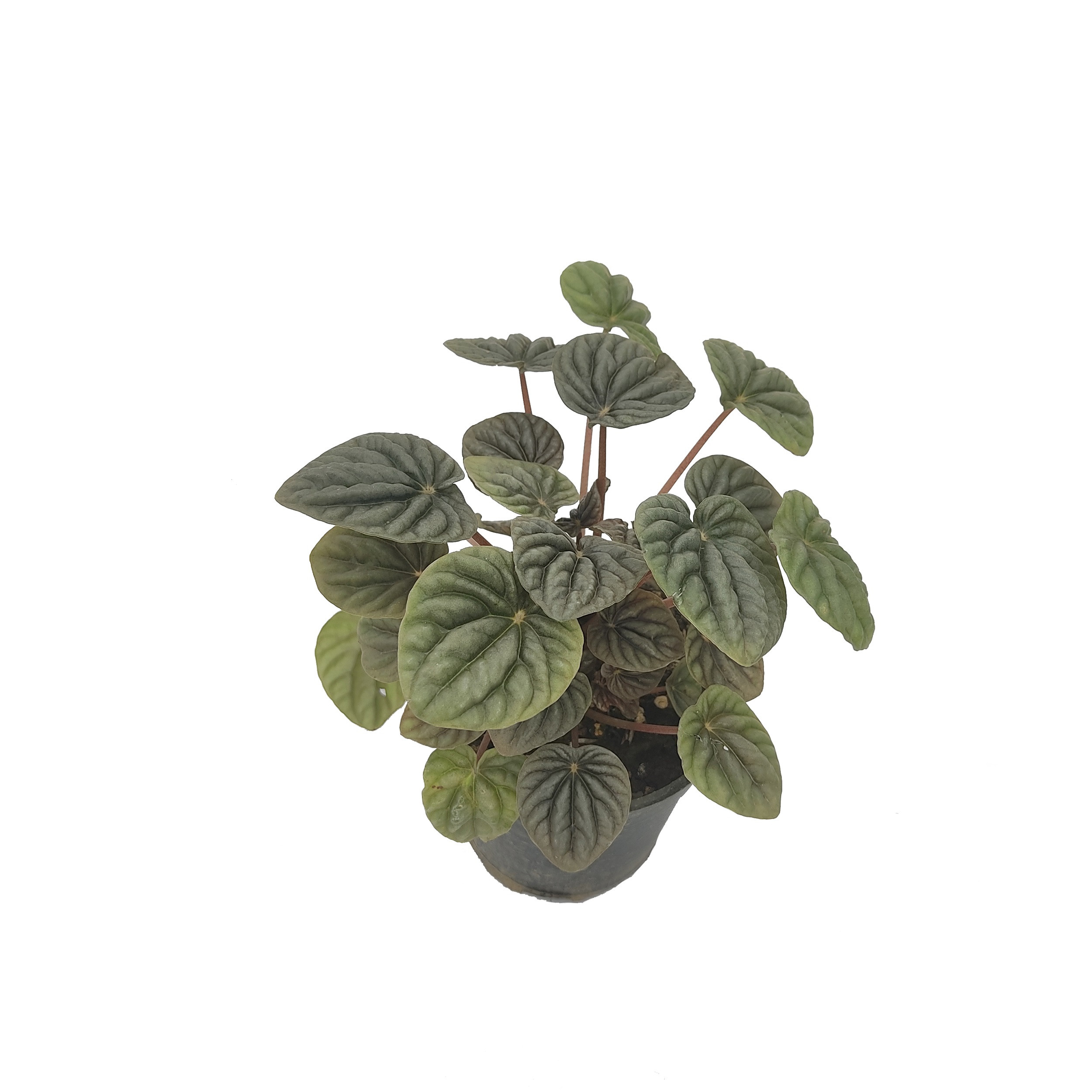 گیاه طبیعی آپارتمانی مدل M12 مجموعه 9 عددی گیاه طبیعی آپارتمانی مدل M12 مجموعه 9 عددی