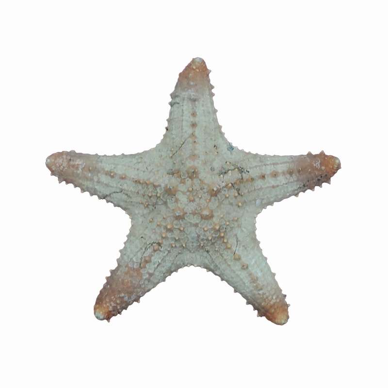 ستاره دریایی تزیینی مدل p4