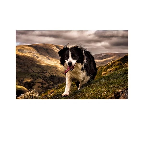    پادری طرح حیوانات کد M35M001-MA0113 سایز 76x46 سانتی متر