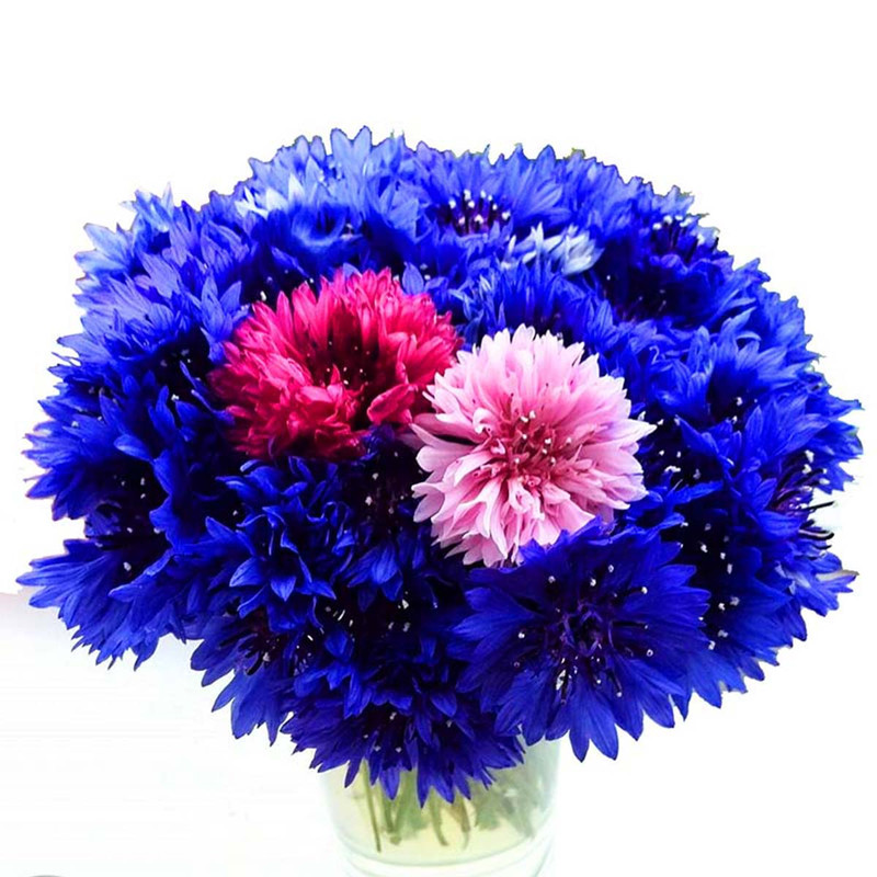 بذر گل گندم پابلند پرپر الوان آرکا بذر ایرانیان کد A19