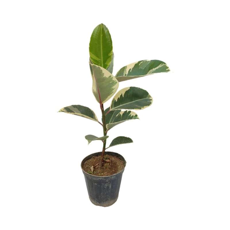 گیاه طبیعی فیکوس ابلق یاقوتی مدل 014
