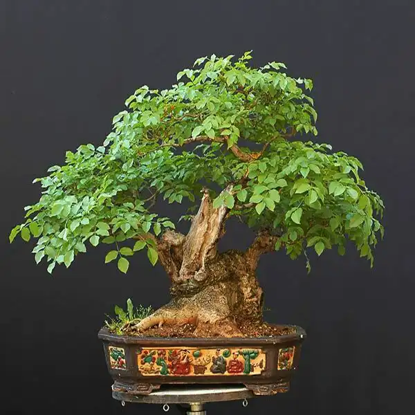 بذر بنسای زبان گنجشک سانیا سید مدل SS71