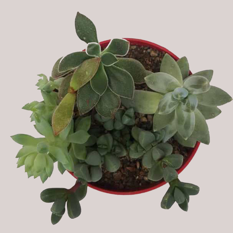 گیاه طبیعی ساکولنت کد k02