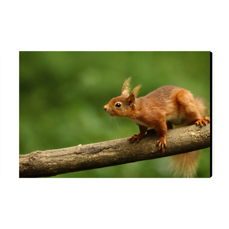 تابلو شاسی عرش مدل فانتزی سنجاب کد As4809