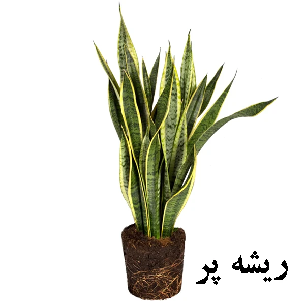 عکس شماره 5