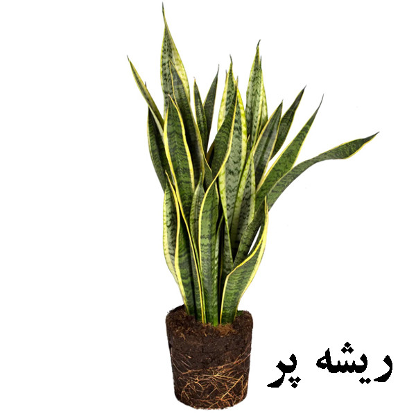 گل طبیعی سانسوريا ابلق تافکو کد 2030