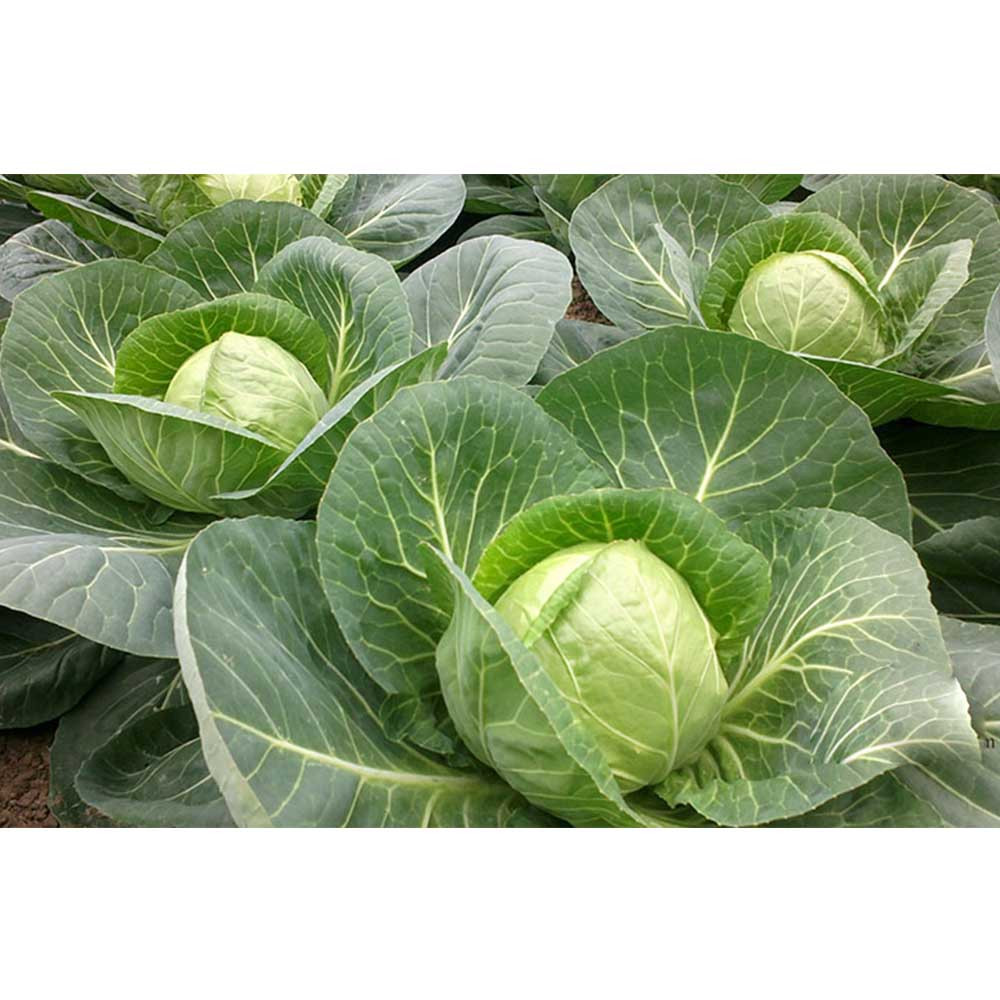 بذر کلم پیچ سبز گلس گاردن مدل GL50