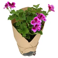 گیاه طبیعی شمعدانی کد yt17