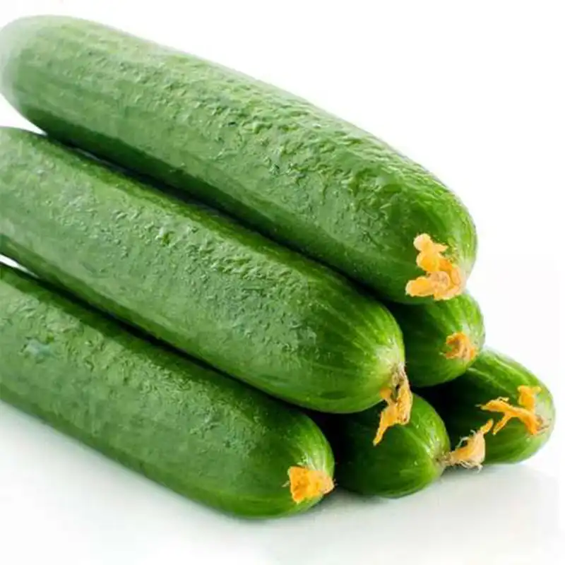 بذر خیار کیش کد B21