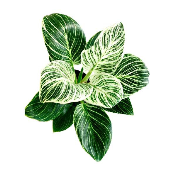 گیاه طبیعی فیلودندرون برکین کد 01