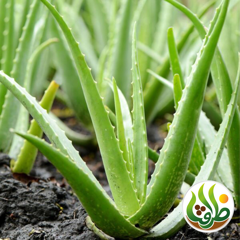 کود کامل آلوئه ورا ظرافت مدل KO21124 وزن 250 گرم کود کامل آلوئه ورا ظرافت مدل KO21124 وزن 250 گرم