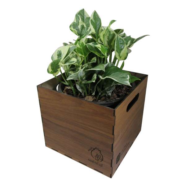 گیاه طبیعی پوتوس مینیاتوری ناردونه کد AB - M01