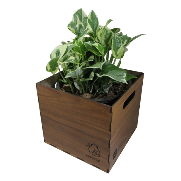 گیاه طبیعی پوتوس مینیاتوری ناردونه کد AB - M01