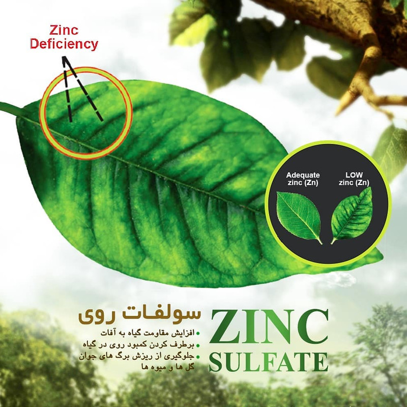 کود سولفات روی تتاکو مدل VIGOROUS وزن 1 کیلوگرم