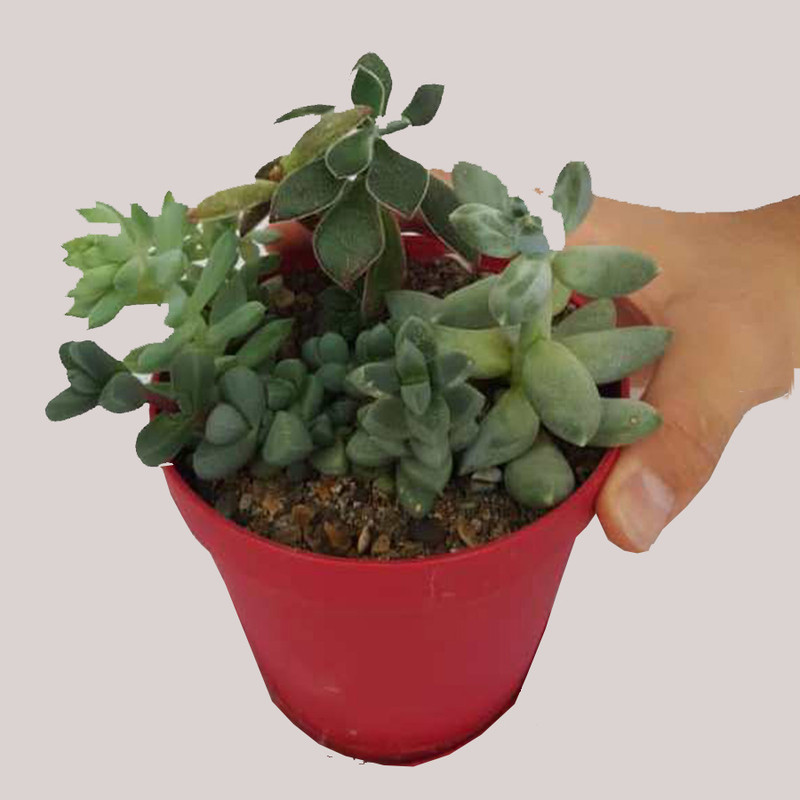 گیاه طبیعی ساکولنت کد k02