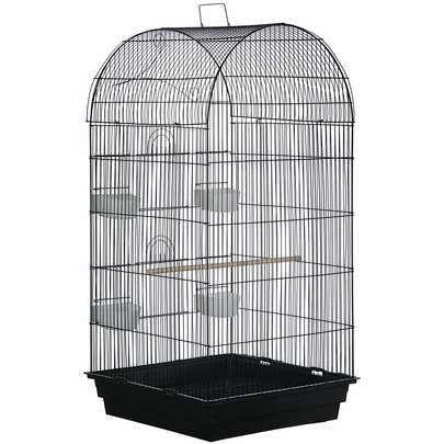 برای طوطی چی بخرم؟