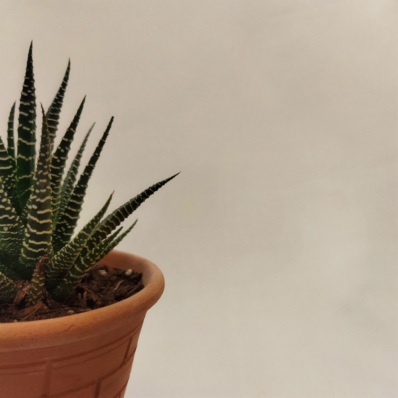 گیاه طبیعی کاکتوس هاورتیا کد pg_21