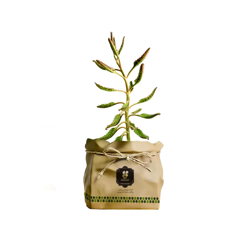 گیاه طبیعی کاکتوس اشک زلیخا گلباران سبز گیلان مدل GN13-40K