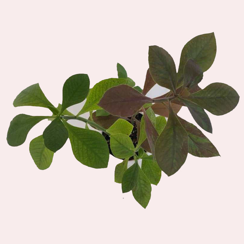 گیاه طبیعی فردوس کد 03