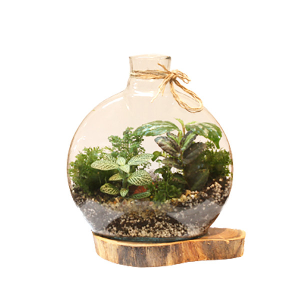 گیاه طبیعی تراريوم وابي كوزا مدل آنتاليا با زيره چوبي