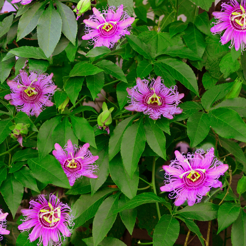 بذر گل ساعتی رونده صورتی وانیا سید مدل O368