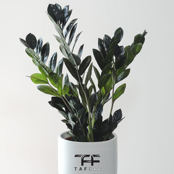 گل طبیعی زاموفولیا سوپر بلک تافکو کد 2025