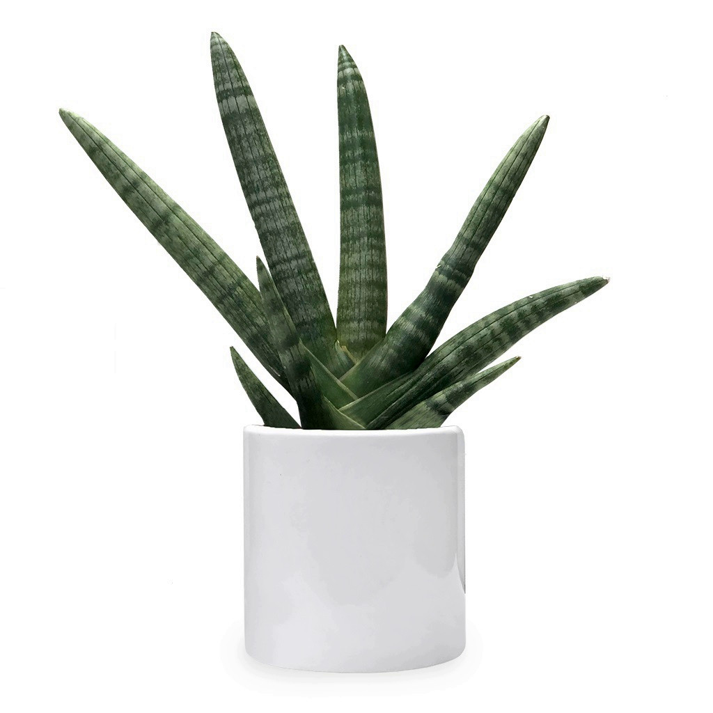 گیاه طبیعی سانسوریا بونسل کد 10 گیاه طبیعی سانسوریا بونسل کد 10