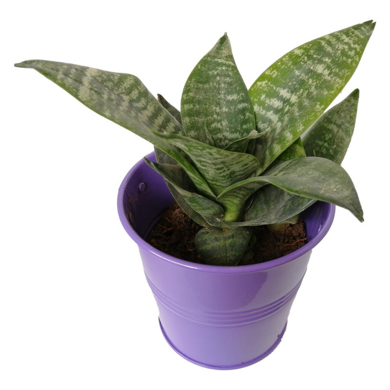 گیاه طبیعی سانسوریا پاکوتاه کد nf05