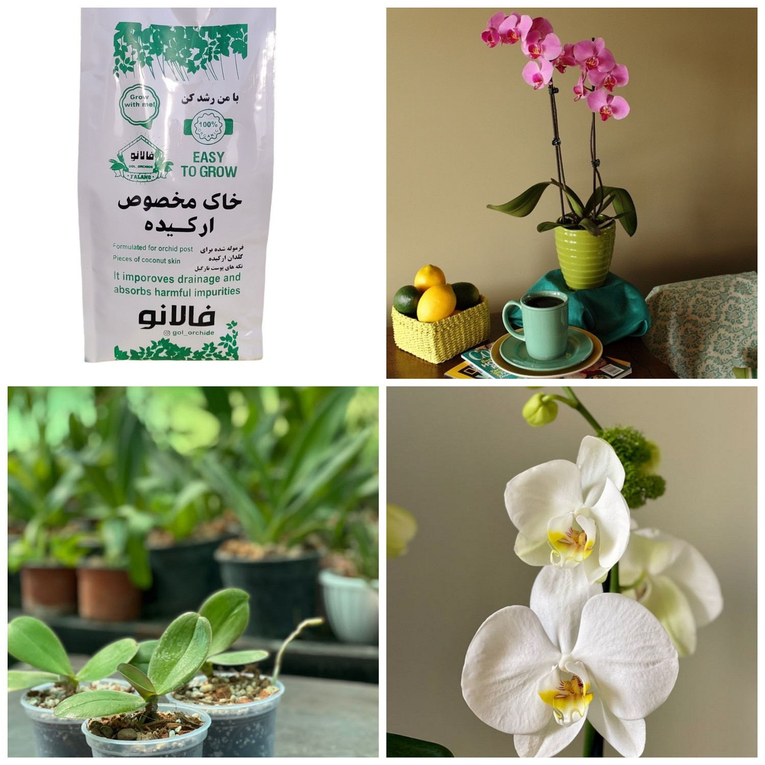 خاک ارکیده فالانو کد 44 حجم 3 لیتر خاک ارکیده فالانو کد 44 حجم 3 لیتر