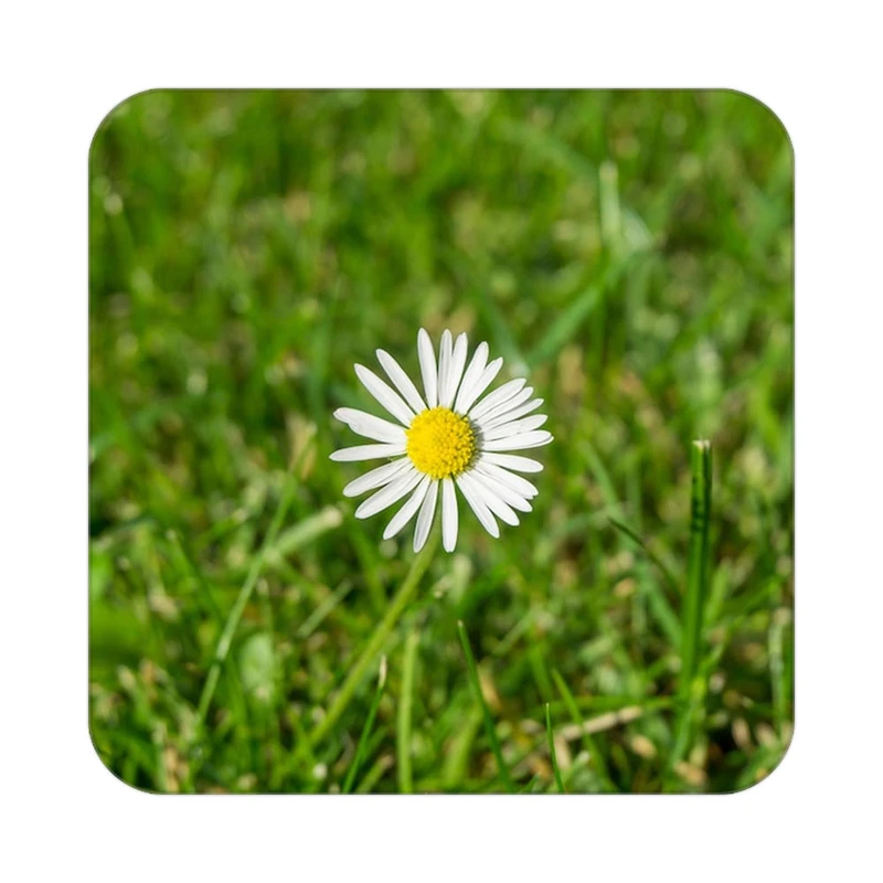 زیر لیوانی کاکتی طرح گل مدل mp16157