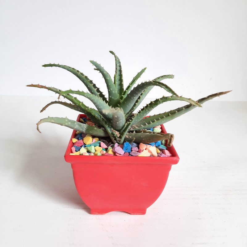 گیاه طبیعی آلوئه ورا کد A گیاه طبیعی آلوئه ورا کد A