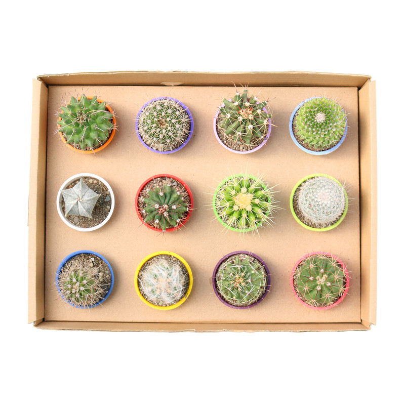 گیاه طبیعی کاکتوس آیدین کاکتوس کد CB-028 بسته 12 عددی