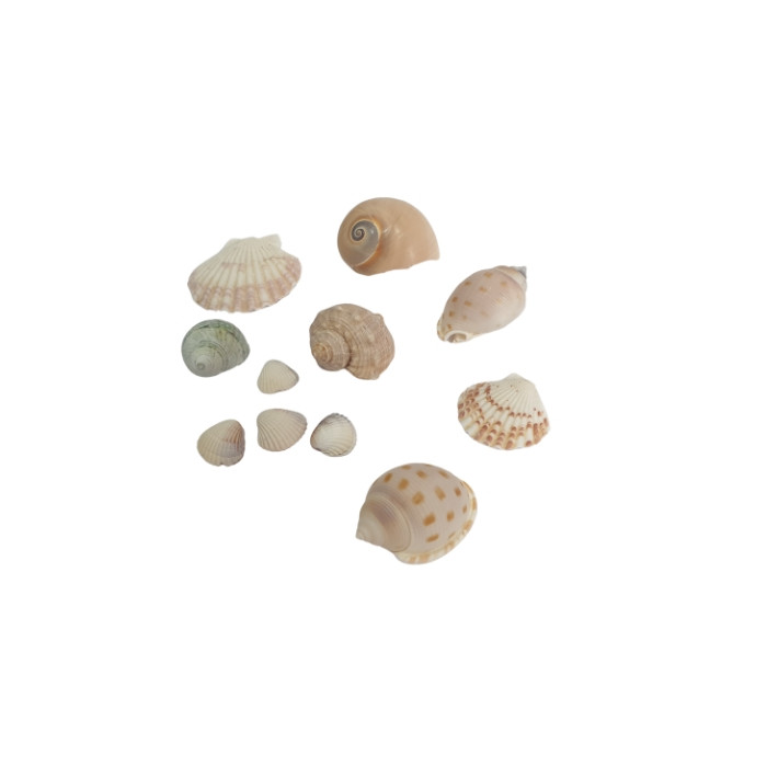 صدف تزیینی آکواریوم  کد 7087 مجموعه 10 عددی