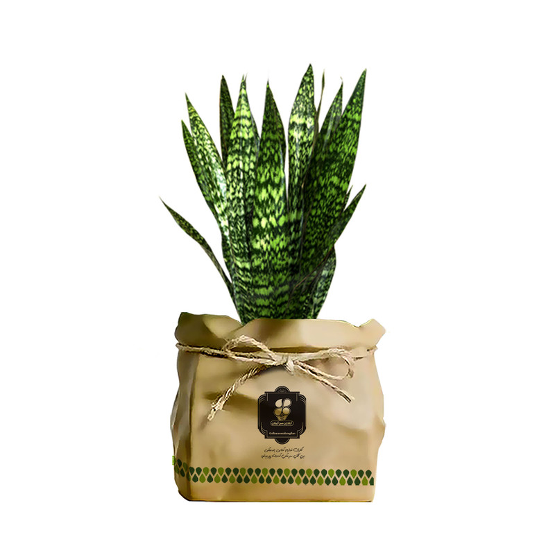 گیاه طبیعی سانسوریا شمشیری شرکت گلباران سبز گیلان مدل GN13-24K