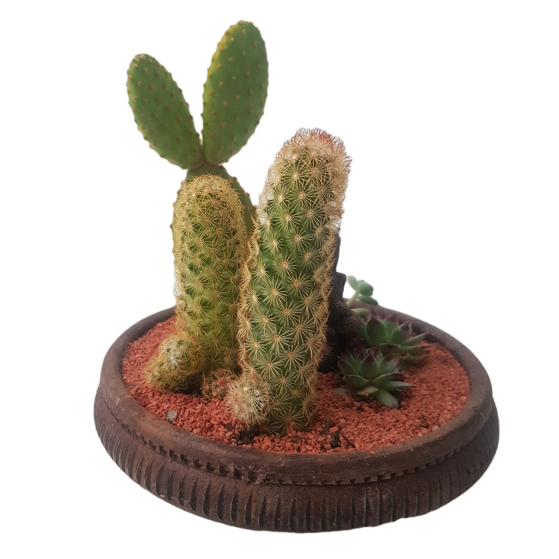 گیاه طبیعی کاکتوس مدل دیش گاردن کد 2022 گیاه طبیعی کاکتوس مدل دیش گاردن کد 2022