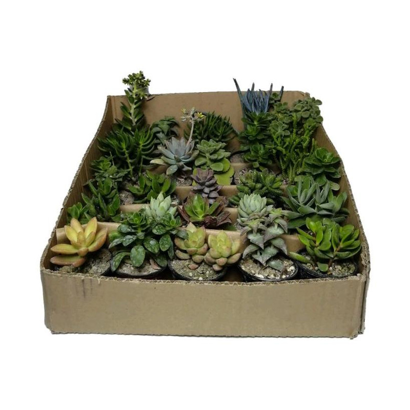 گیاه طبیعی کاکتوس کد cf1 مجموعه 25 عددی