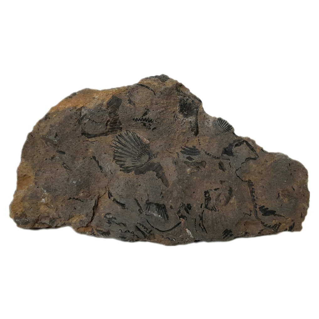 سنگ راف مدل فسیل صدف کد 163