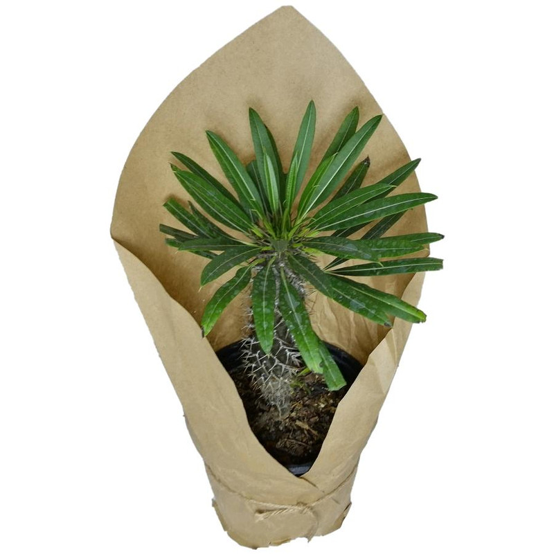 گیاه طبیعی نخل ماداگاسکار کد qq16