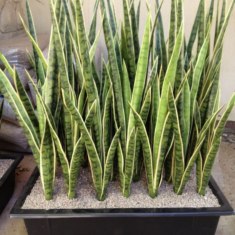 کود مخصوص زامفولیا و سانسوریا مدل 000 وزن 50 گرم