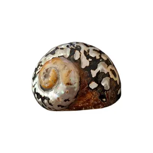 صدف تزیینی آکواریوم مدل توربو