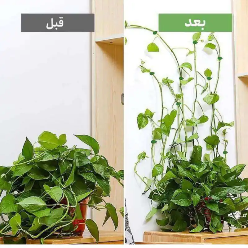 گیره نگهدارنده مدل برگ بسته 20 عددی