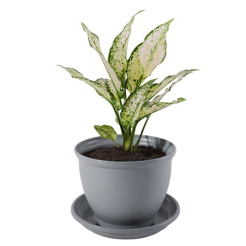 گیاه طبیعی آگلونما ابلق مدل P-13