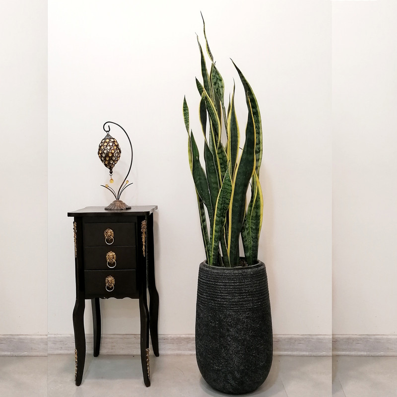 گیاه طبیعی سانسوریا شمشیری ابلق مدل saab