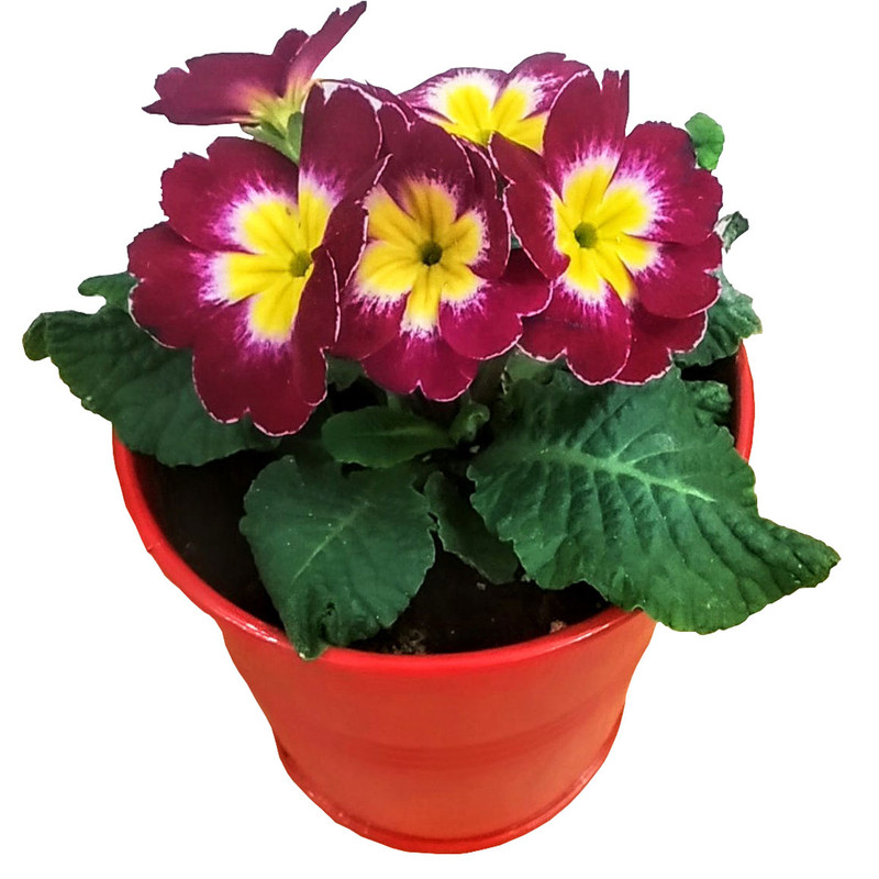 گیاه طبیعی پامچال مدل B-6