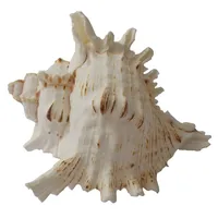  صدف تزئینی کد RS23