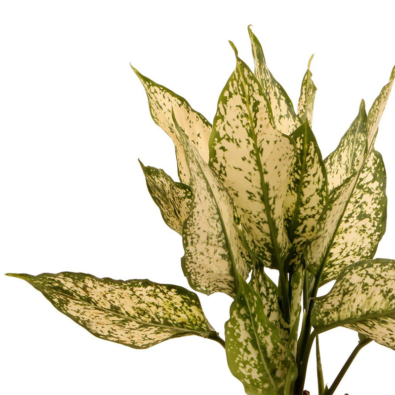 گلدان آگلونما ابلق گلیتال مدل GTL125 گلدان آگلونما ابلق گلیتال مدل GTL125